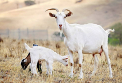 三只羊爆料最新吃瓜,娱乐圈最新吃瓜大揭秘！