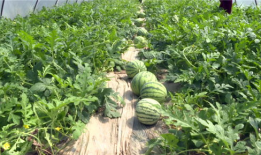 介休吃瓜最新事件爆料,揭秘背后惊人真相